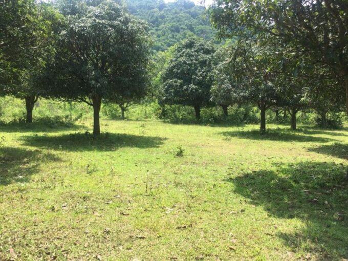 Land 2Hectars For Sell In Kep