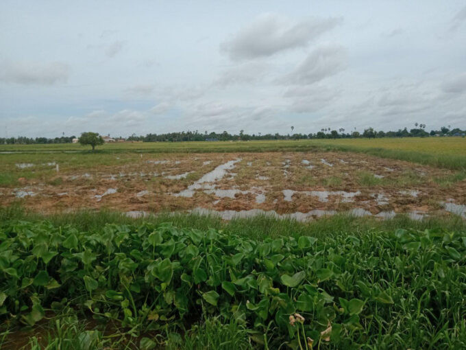 Rice Field Land for Sale in Krong Siem Reap