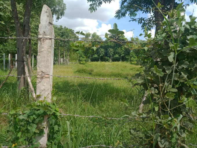 Very Nice Land for Sale in Siem Reap