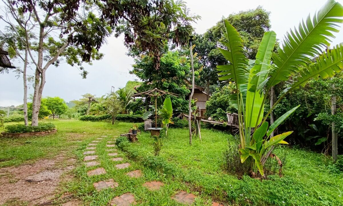 Greenery plant nature on the hill for sale